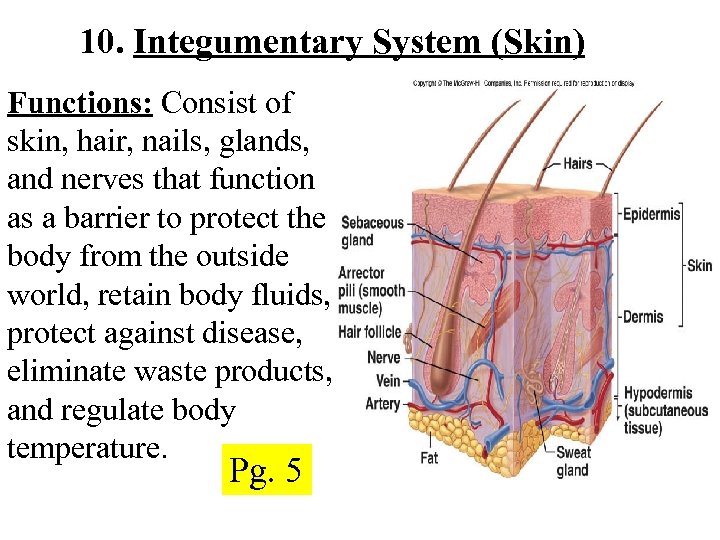 Topic Body Systems Pg 3 Homeostasis the