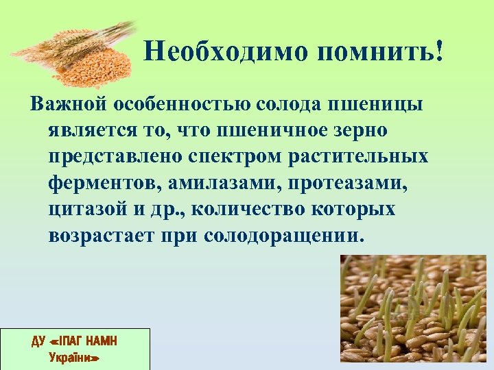 Необходимо помнить! Важной особенностью солода пшеницы является то, что пшеничное зерно представлено спектром растительных