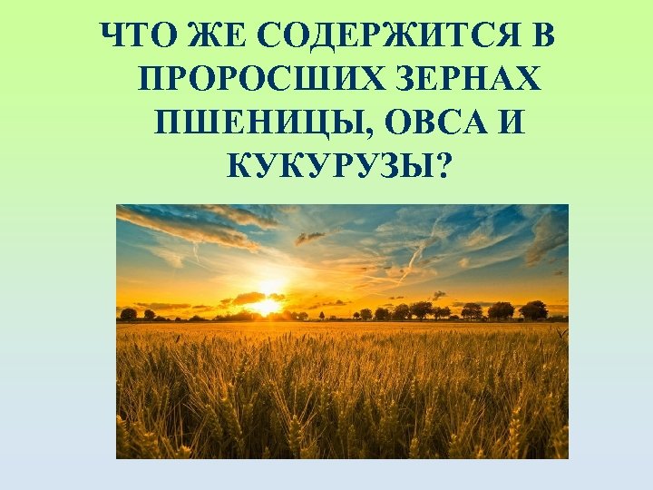 ЧТО ЖЕ СОДЕРЖИТСЯ В ПРОРОСШИХ ЗЕРНАХ ПШЕНИЦЫ, ОВСА И КУКУРУЗЫ? 