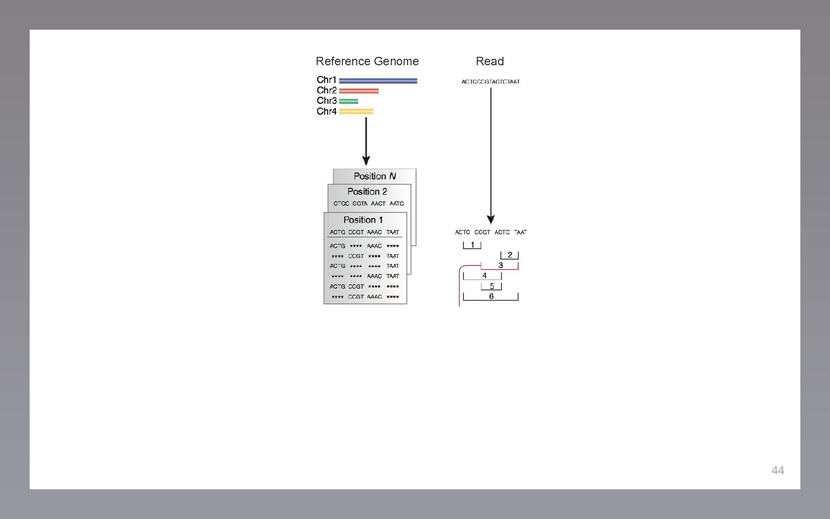 Reference Genome Read 44 