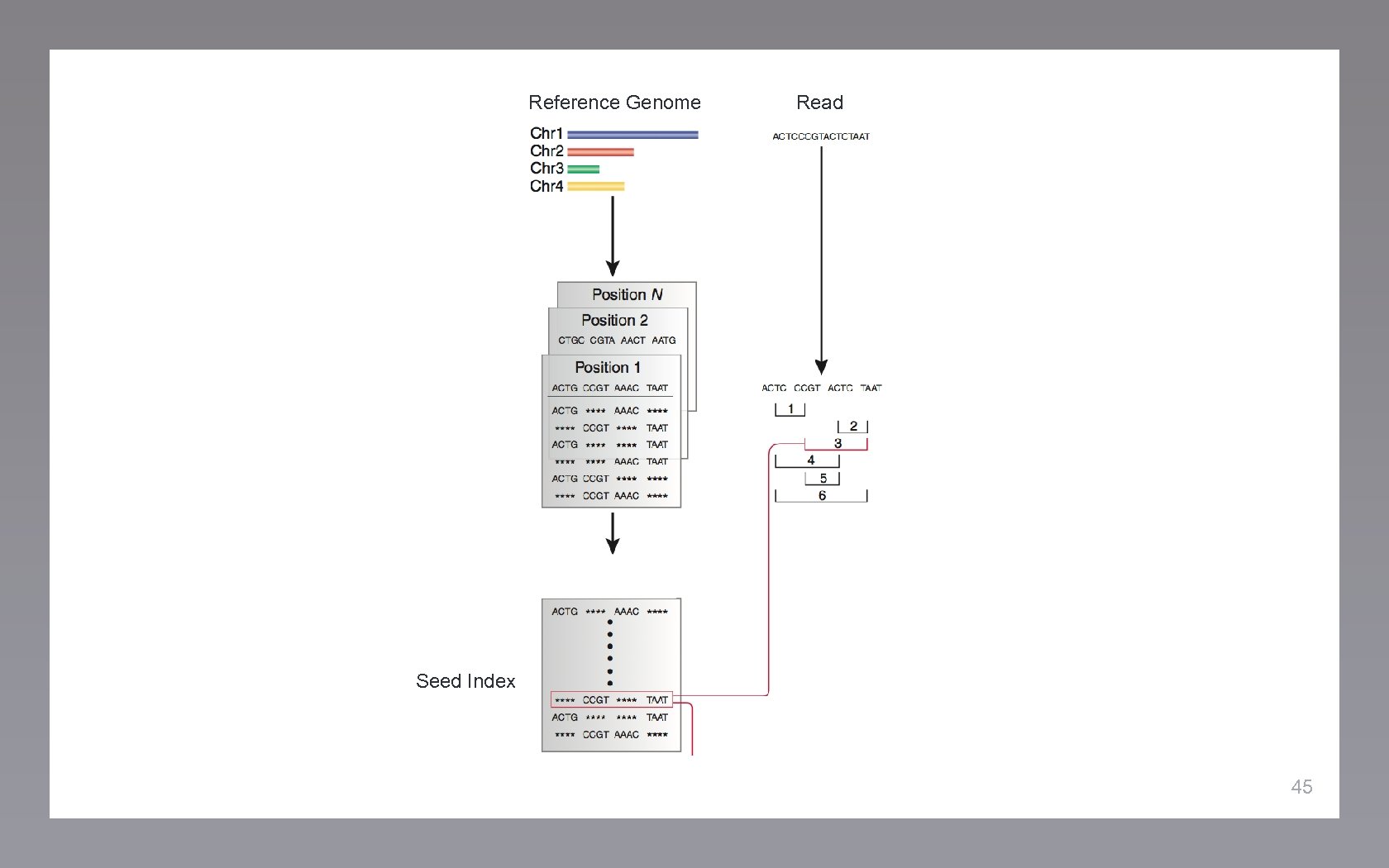 Reference Genome Read Seed Index 45 
