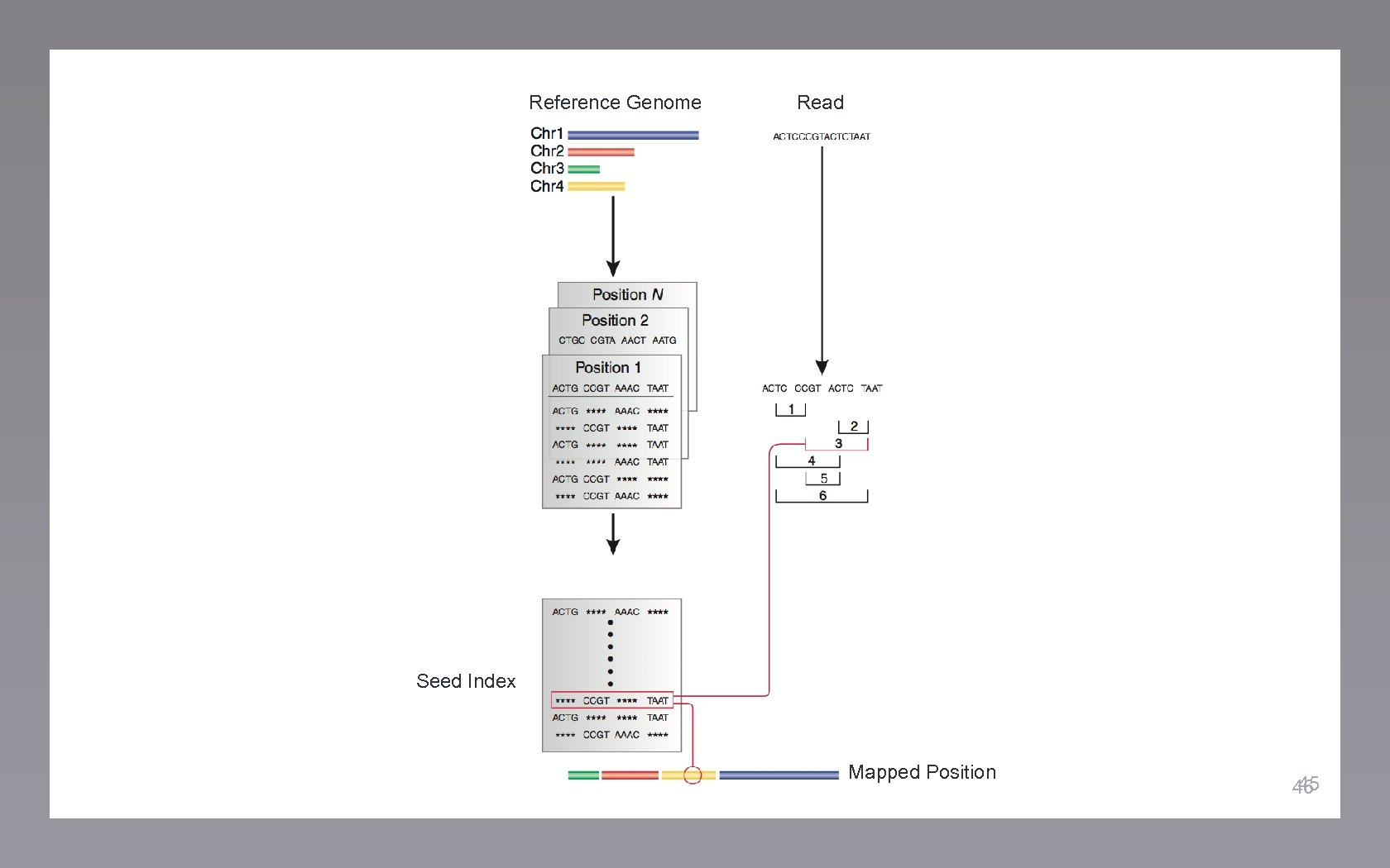 Reference Genome Read Seed Index Mapped Position 45 46 