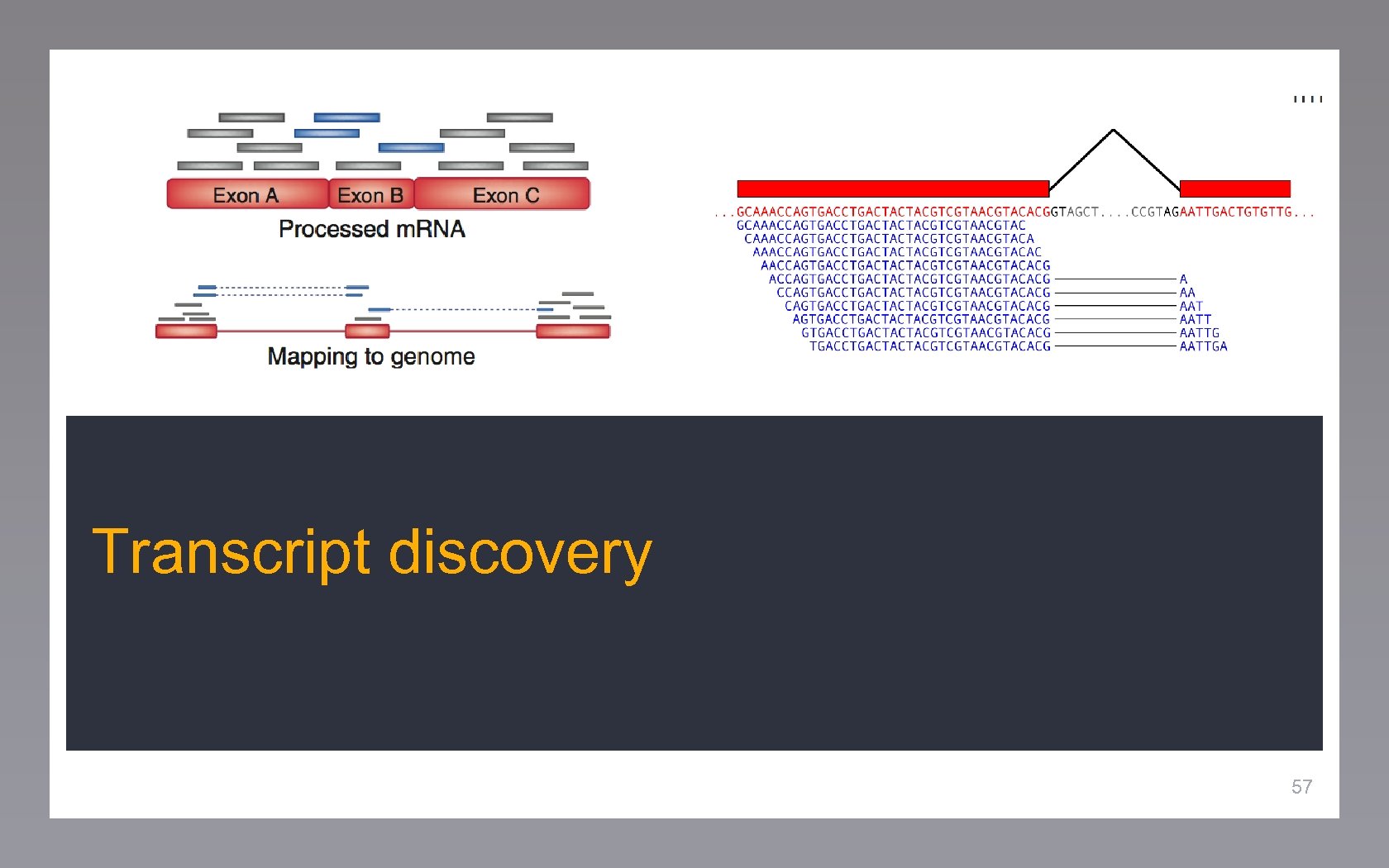 Transcript discovery 57 