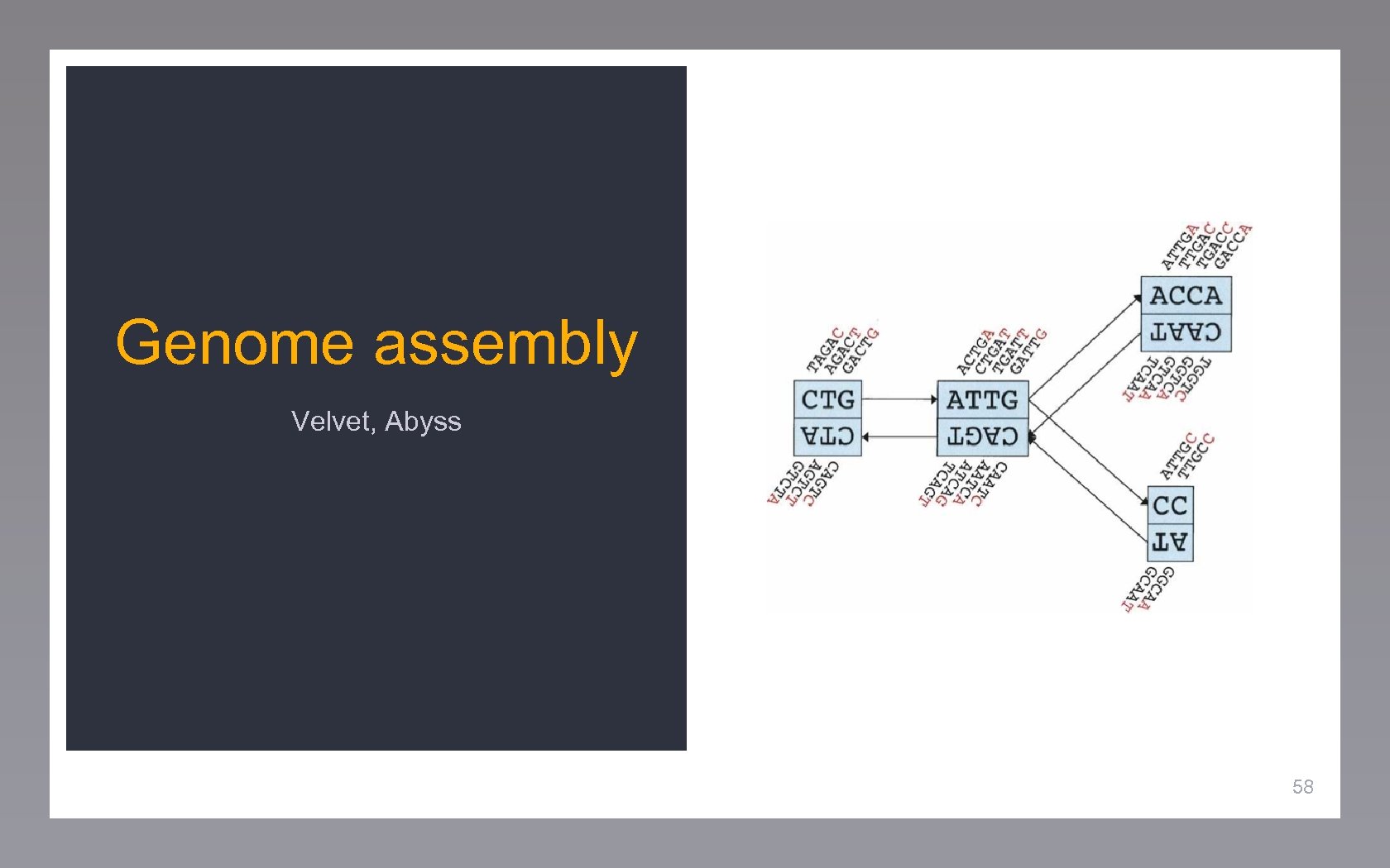 Genome assembly Velvet, Abyss 58 