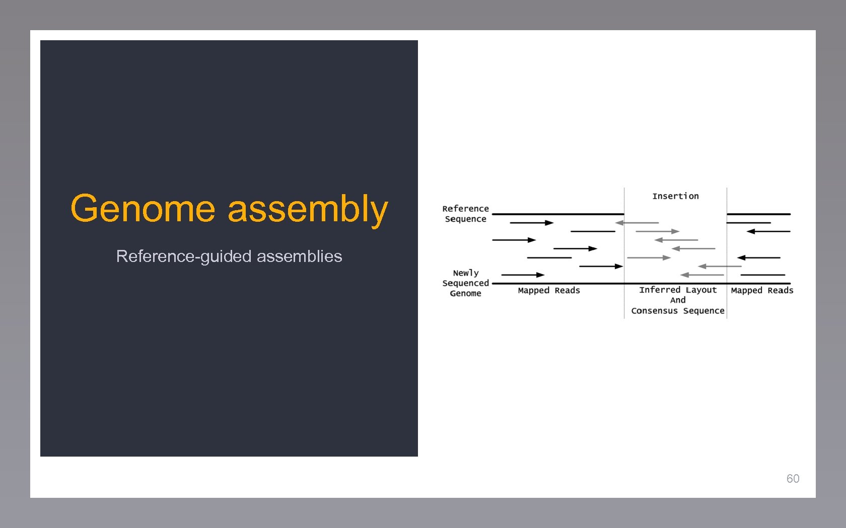Genome assembly Reference-guided assemblies 60 