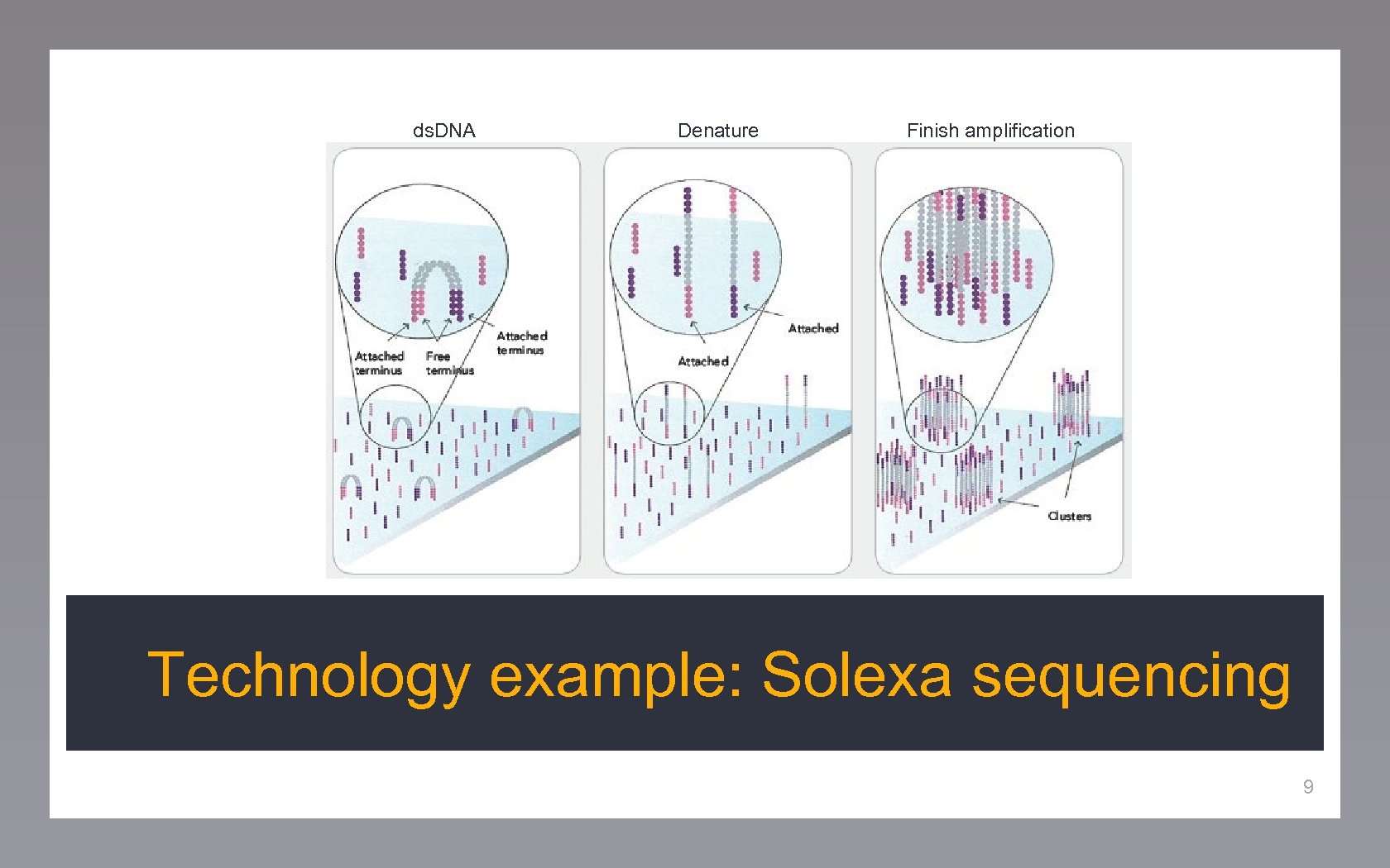 ds. DNA Denature Finish amplification Technology example: Solexa sequencing 9 