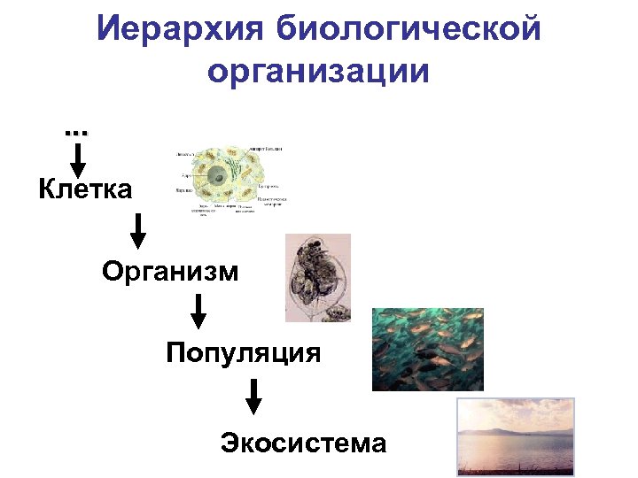 Биологические организации