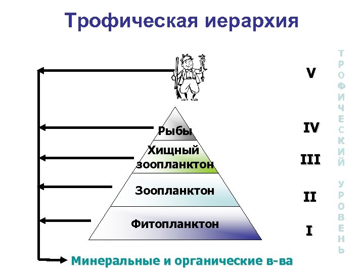 Трофическая иерархия V Рыбы IV Хищный зоопланктон III Зоопланктон II Фитопланктон I Минеральные и