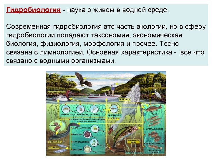 Гидробиология - наука о живом в водной среде. Современная гидробиология это часть экологии, но