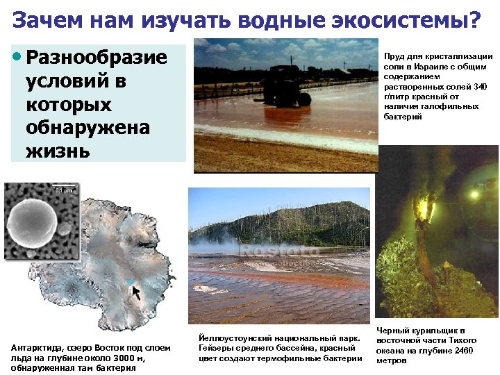 Зачем нам изучать водные экосистемы? • Разнообразие Пруд для кристаллизации соли в Израиле с
