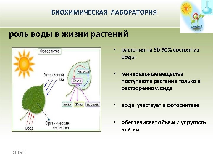 БИОХИМИЧЕСКАЯ ЛАБОРАТОРИЯ роль воды в жизни растений • растения на 50 -90% состоят из