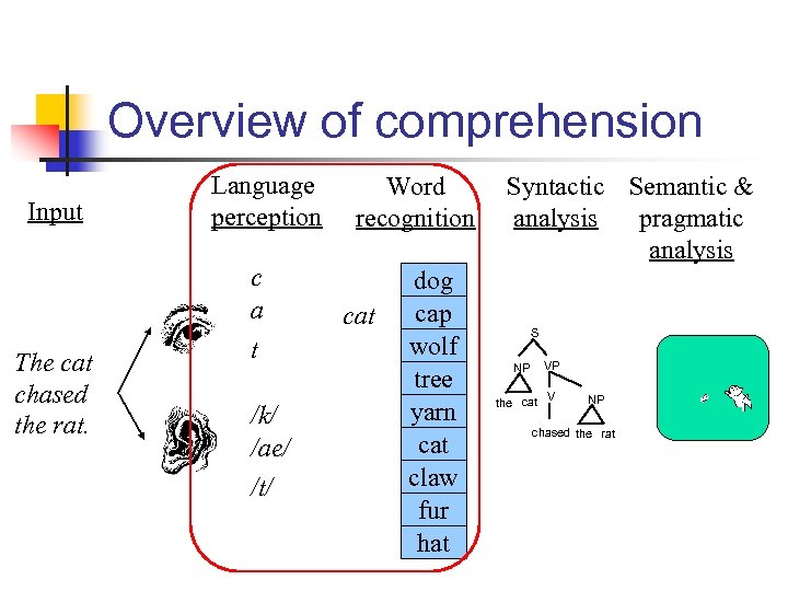 Overview of comprehension Input The cat chased the rat. Language perception c a t