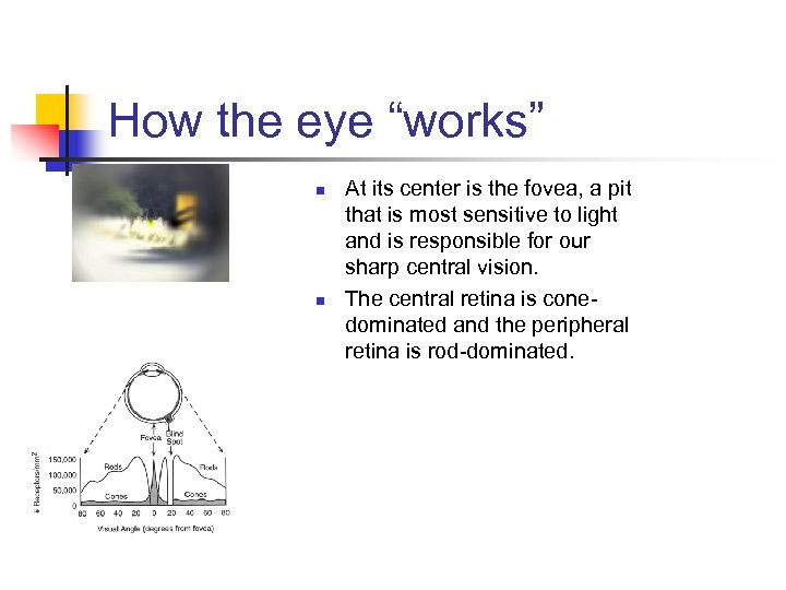 How the eye “works” n n At its center is the fovea, a pit