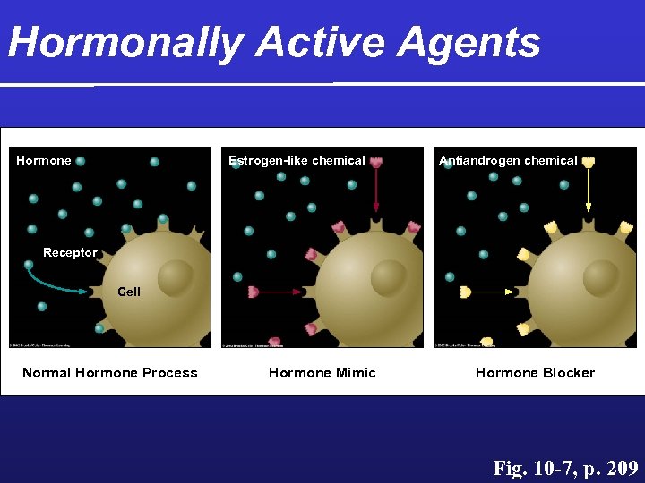 Hormonally Active Agents Hormone Estrogen-like chemical Antiandrogen chemical Receptor Cell Normal Hormone Process Hormone