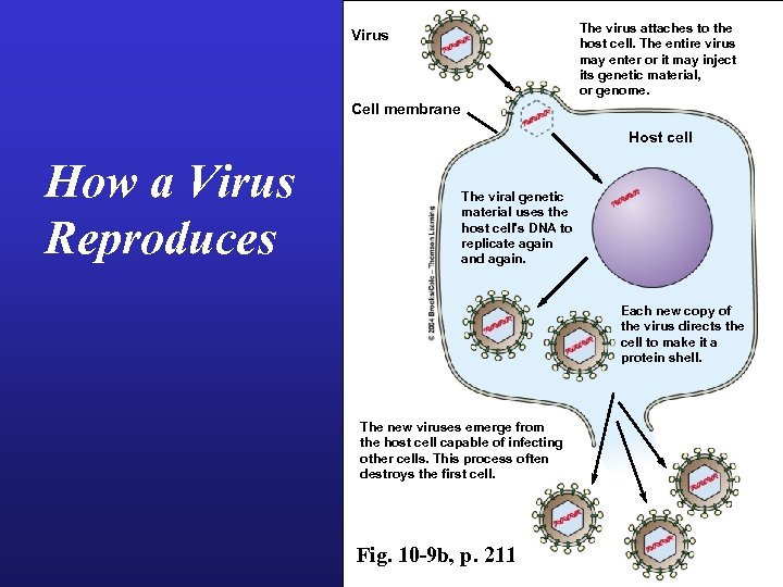 The virus attaches to the host cell. The entire virus may enter or it