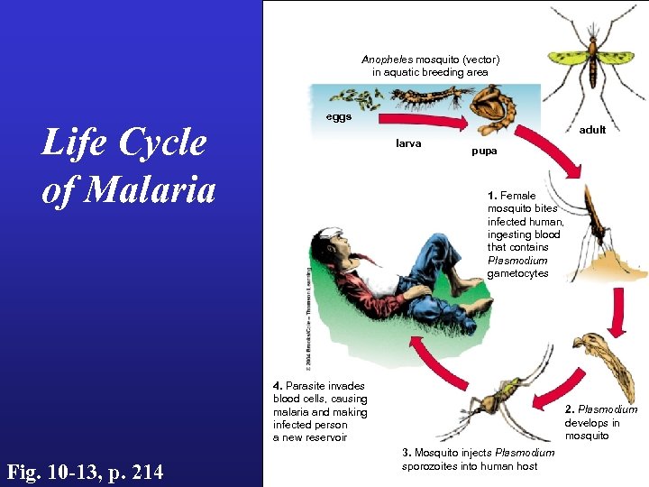 Anopheles mosquito (vector) in aquatic breeding area Life Cycle of Malaria eggs adult larva