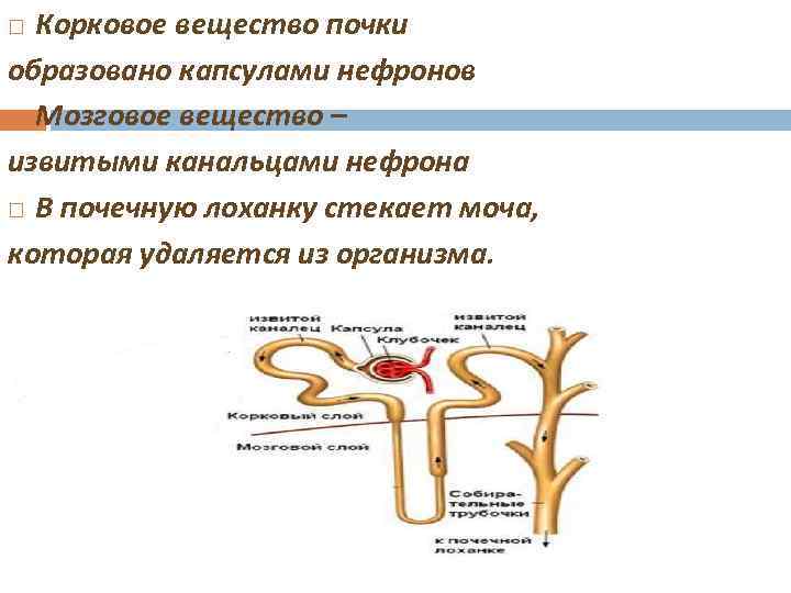 Функции мозгового вещества почки