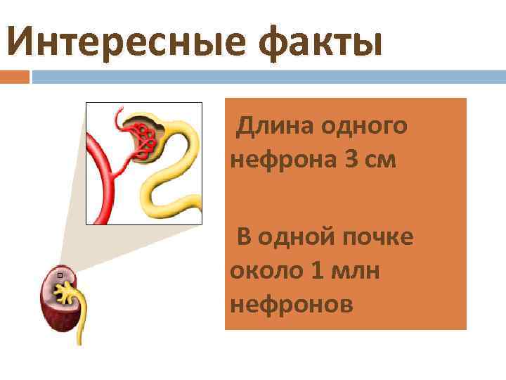 Опишите работу нефрона по следующему плану как плазма