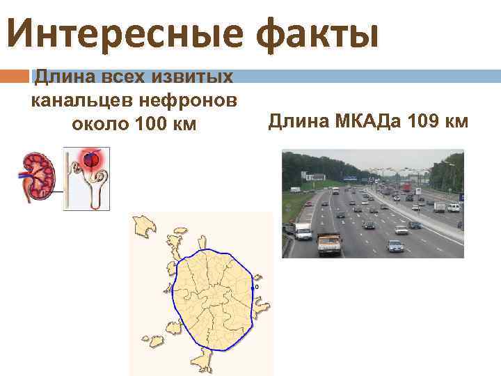 Интересные факты Длина всех извитых канальцев нефронов около 100 км Длина МКАДа 109 км