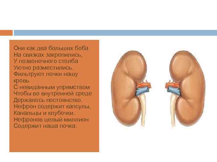 Они как два больших боба На связках закрепились, У позвоночного столба Уютно разместились. Фильтруют