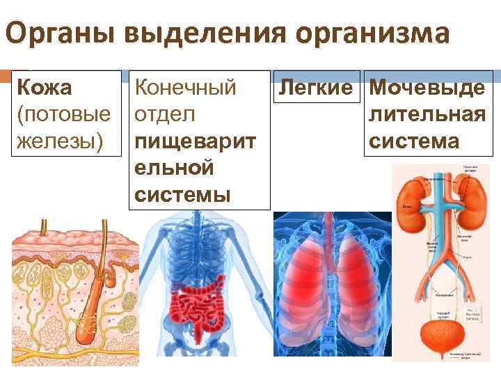 Органы выделения организма Кожа Конечный (потовые отдел железы) пищеварит ельной системы Легкие Мочевыде лительная