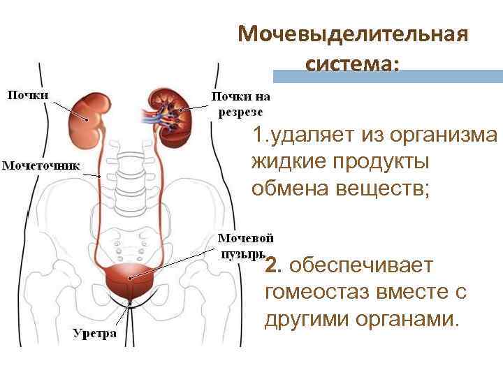 Тест 24 мочевыделительная система