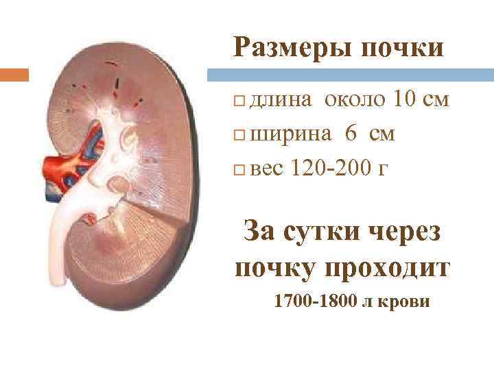 Размеры почки длина около 10 см ширина 6 см вес 120 -200 г За