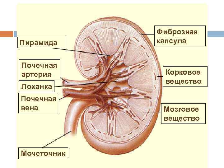 Строение почки Пирамида Почечная артерия Лоханка Почечная вена Мочеточник Фиброзная капсула Корковое вещество Мозговое