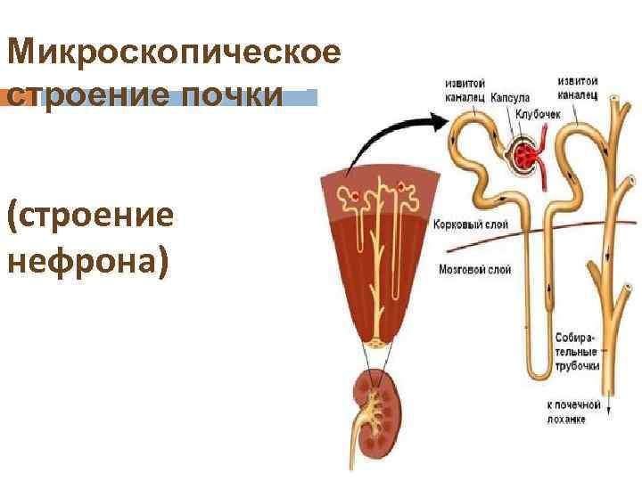 Микроскопическое строение почки (строение нефрона) 