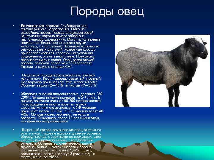 Породы овец • Романовская порода: Грубошерстная, мясошерстного направления. Одна из старейших пород. Порода благодаря