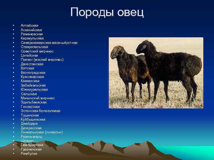 Породы овец • • • • • • • • Алтайская Асканийская Романовская Каракульская