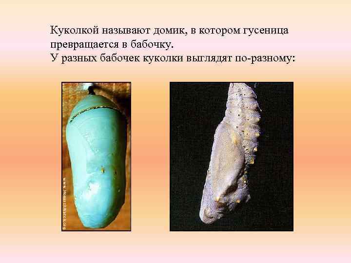 Куколкой называют домик, в котором гусеница превращается в бабочку. У разных бабочек куколки выглядят
