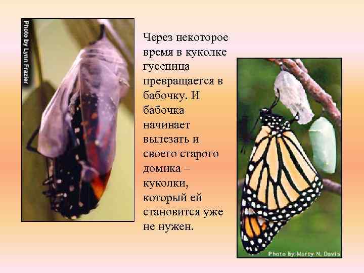 Через некоторое время в куколке гусеница превращается в бабочку. И бабочка начинает вылезать и