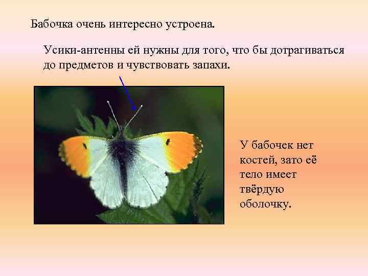Бабочка очень интересно устроена. Усики-антенны ей нужны для того, что бы дотрагиваться до предметов