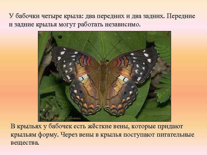 У бабочки четыре крыла: два передних и два задних. Передние и задние крылья могут