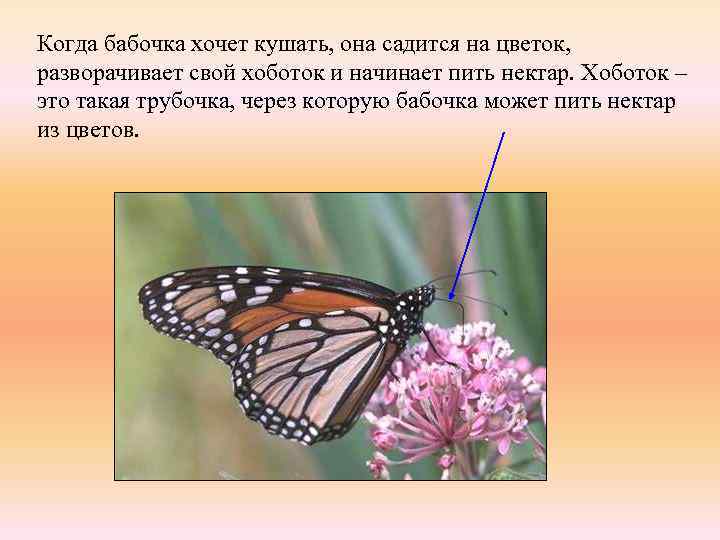 Когда бабочка хочет кушать, она садится на цветок, разворачивает свой хоботок и начинает пить