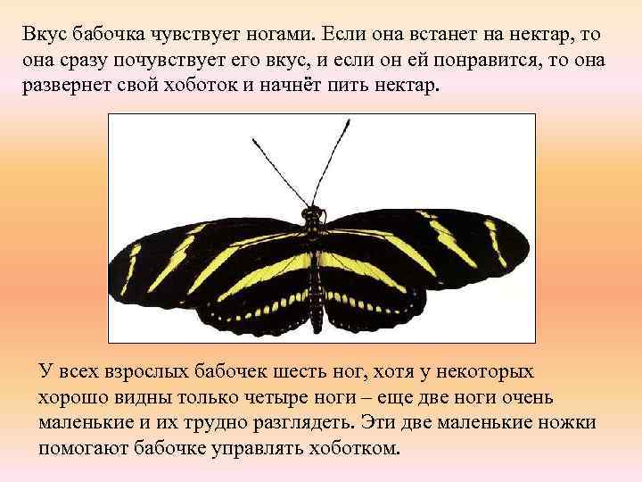 Вкус бабочка чувствует ногами. Если она встанет на нектар, то она сразу почувствует его