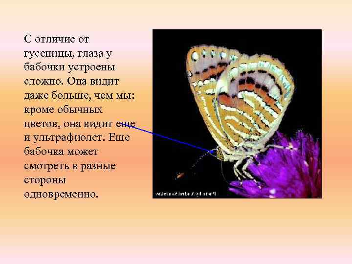 С отличие от гусеницы, глаза у бабочки устроены сложно. Она видит даже больше, чем