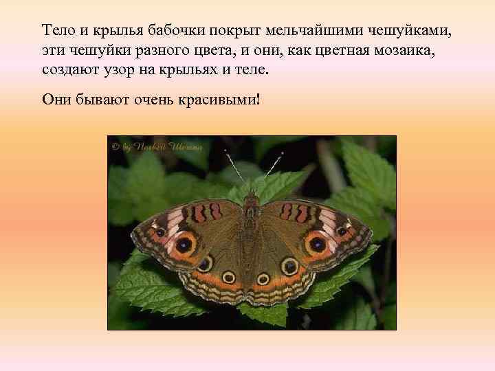Тело и крылья бабочки покрыт мельчайшими чешуйками, эти чешуйки разного цвета, и они, как