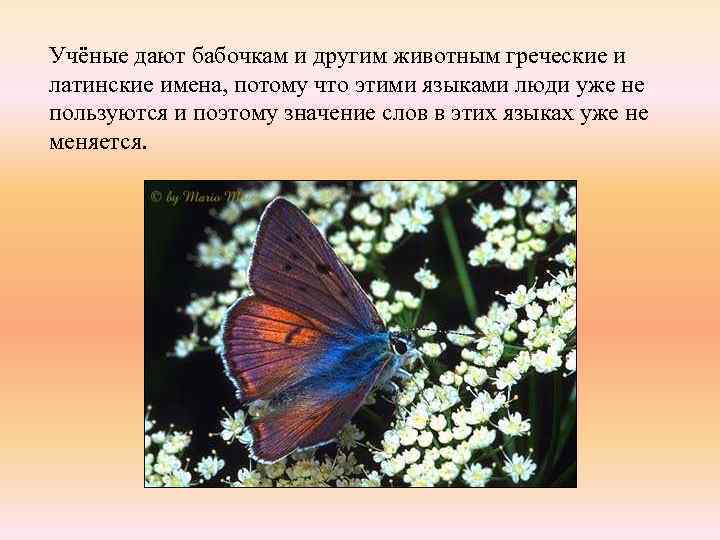 Учёные дают бабочкам и другим животным греческие и латинские имена, потому что этими языками