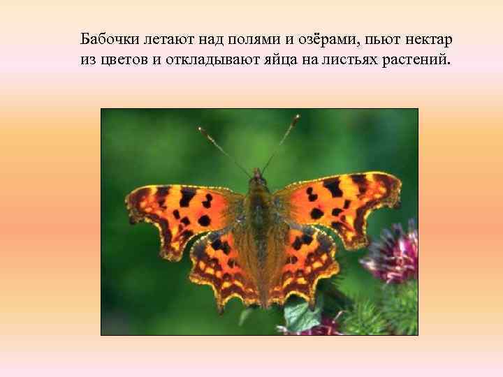 Бабочки летают над полями и озёрами, пьют нектар из цветов и откладывают яйца на