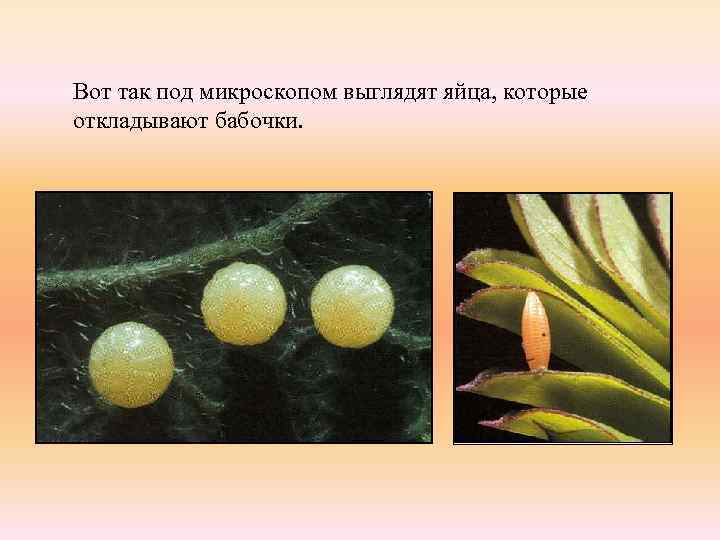 Вот так под микроскопом выглядят яйца, которые откладывают бабочки. 