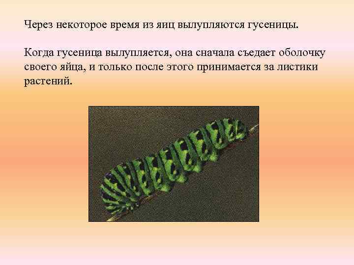 Через некоторое время из яиц вылупляются гусеницы. Когда гусеница вылупляется, она сначала съедает оболочку