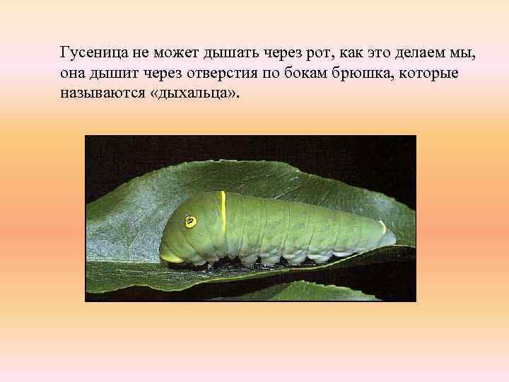 Гусеница не может дышать через рот, как это делаем мы, она дышит через отверстия