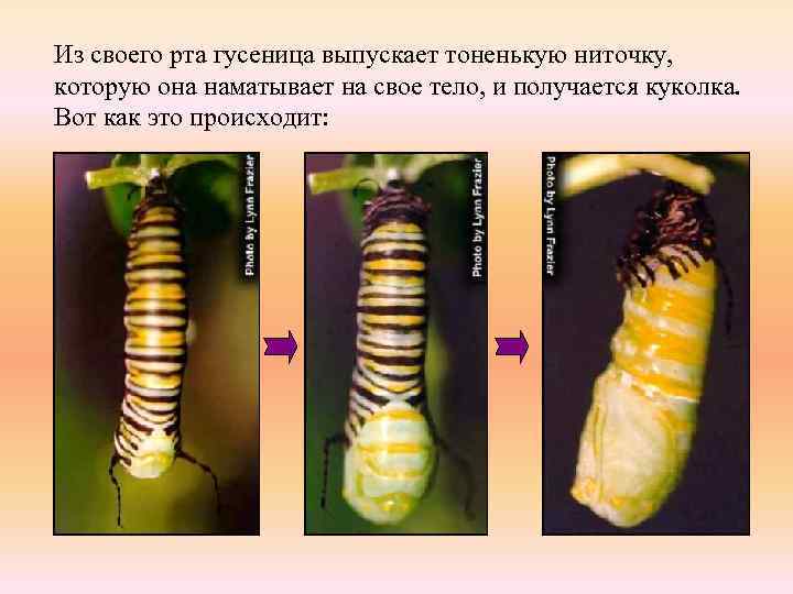Из своего рта гусеница выпускает тоненькую ниточку, которую она наматывает на свое тело, и
