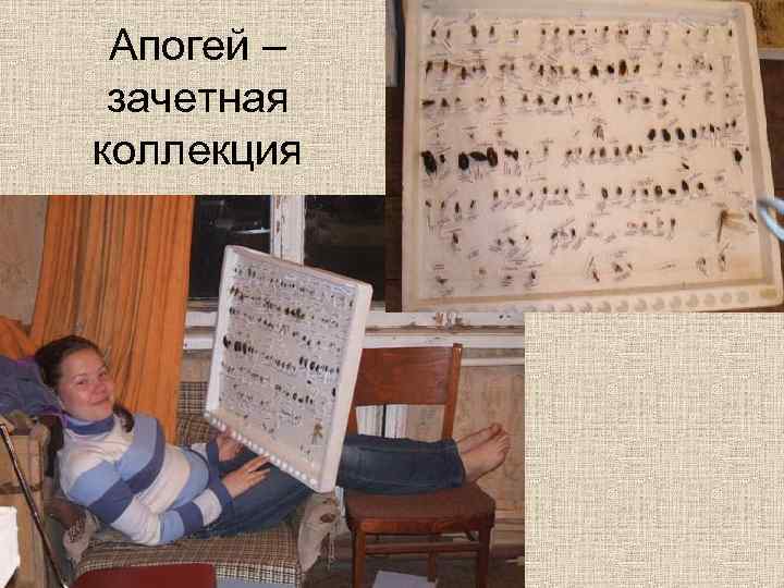 Апогей – зачетная коллекция 