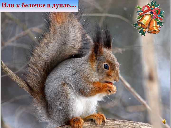 Или к белочке в дупло… 