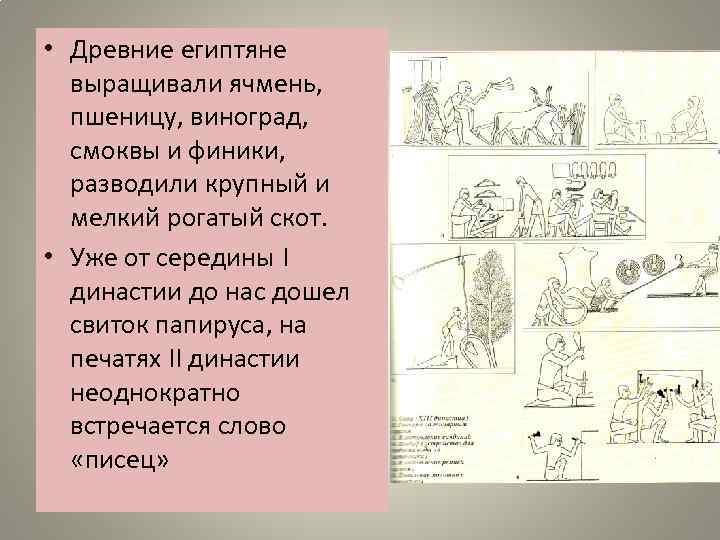  • Древние египтяне выращивали ячмень, пшеницу, виноград, смоквы и финики, разводили крупный и
