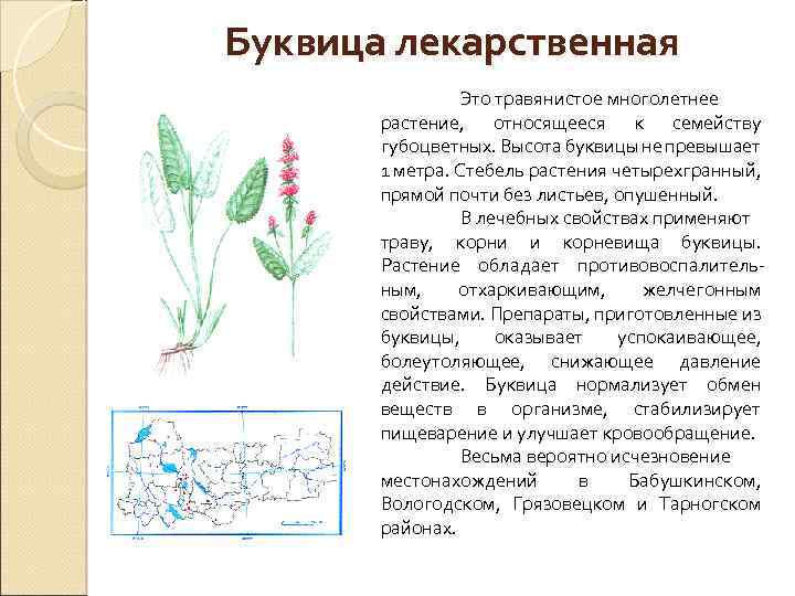 Буквица лекарственная Это травянистое многолетнее растение, относящееся к семейству губоцветных. Высота буквицы не превышает