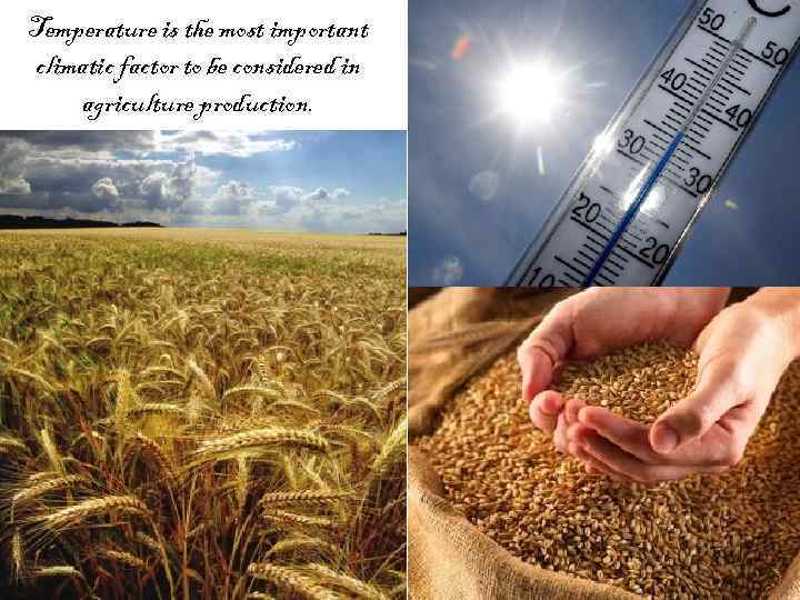 Temperature is the most important climatic factor to be considered in agriculture production. 